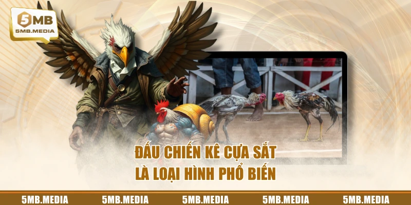 Đấu chiến kê cựa sắt là loại hình phổ biến