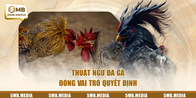 Thuật ngữ đá gà đóng vai trò quyết định