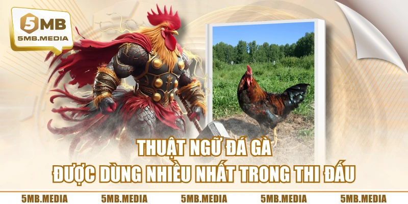 Thuật Ngữ Đá Gà Được Dùng Nhiều Nhất Trong Thi Đấu