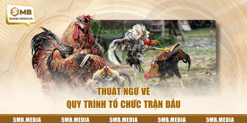 Thuật ngữ về quy trình tổ chức trận đấu